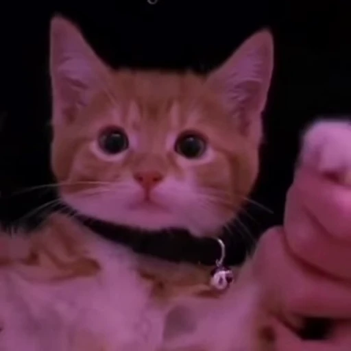 🩷 Стикер «mrktcats 2» для Telegram