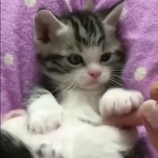 ☺️ Стикер «mrktcats 2» для Telegram