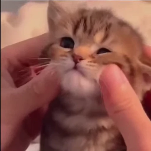 ☺️ Стикер «mrktcats 2» для Telegram