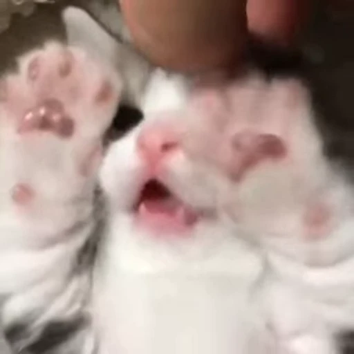 🥺 Стикер «mrktcats 2» для Telegram