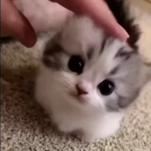🥺 Стикер «mrktcats 2» для Telegram
