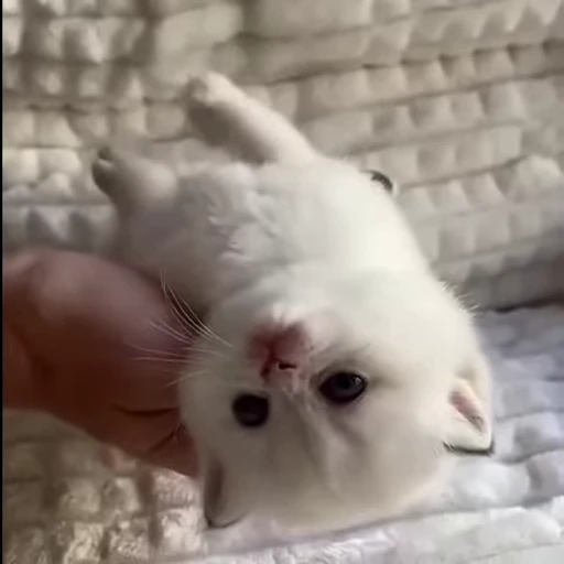 ☺️ Стикер «mrktcats 2» для Telegram