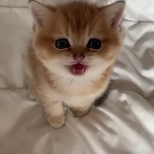 🥺 Стикер «mrktcats 2» для Telegram