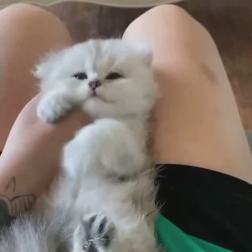 ❤️ Стикер «mrktcats 2» для Telegram