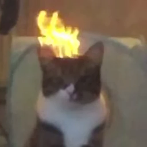 😡 Стикер «mrktcats 2» для Telegram