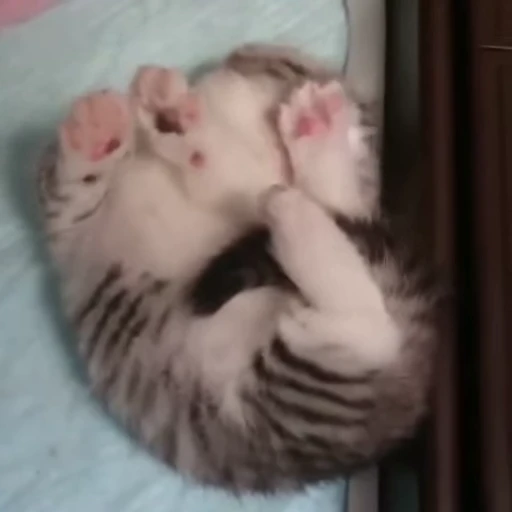 😴 Стикер «mrktcats 2» для Telegram