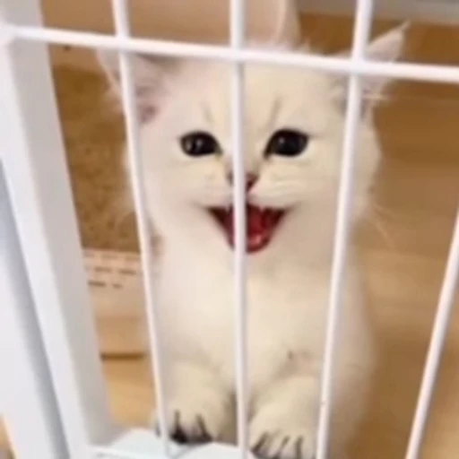 🥺 Стикер «mrktcats 2» для Telegram