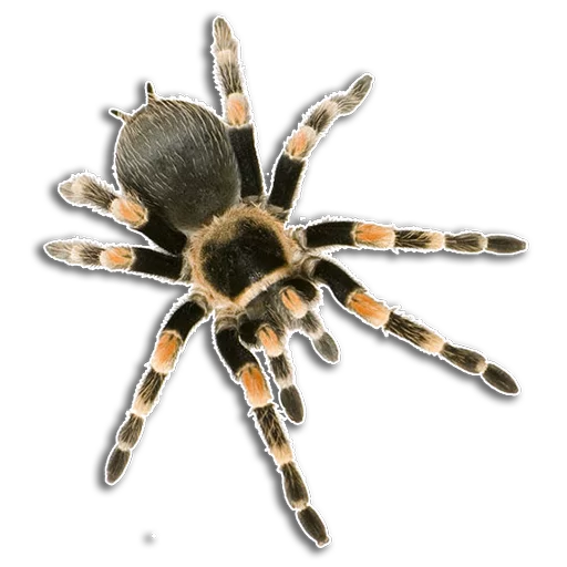 😉 Стикер «Spiders» для Telegram