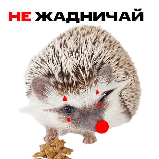 🙏 Стикер «надЁЖные стикеры» для Telegram