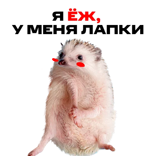 🤷‍♂️ Стикер «надЁЖные стикеры» для Telegram