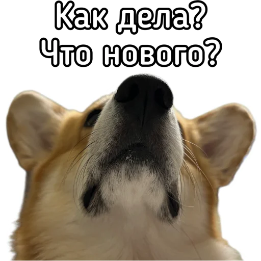 👋 Стикер «Маффин корги» для Telegram