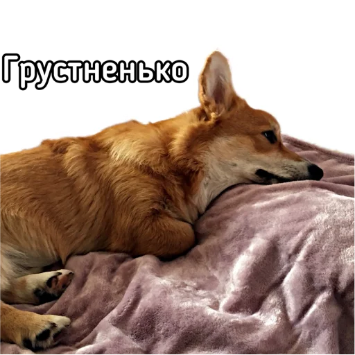 🙁 Стикер «Маффин корги» для Telegram