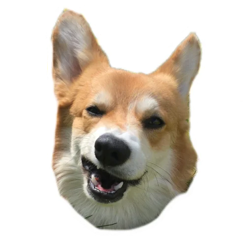 🤨 Стикер «Маффин корги» для Telegram