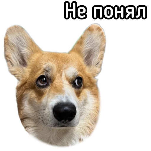 🥴 Стикер «Маффин корги» для Telegram