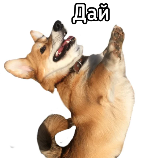 🥺 Стикер «Маффин корги» для Telegram