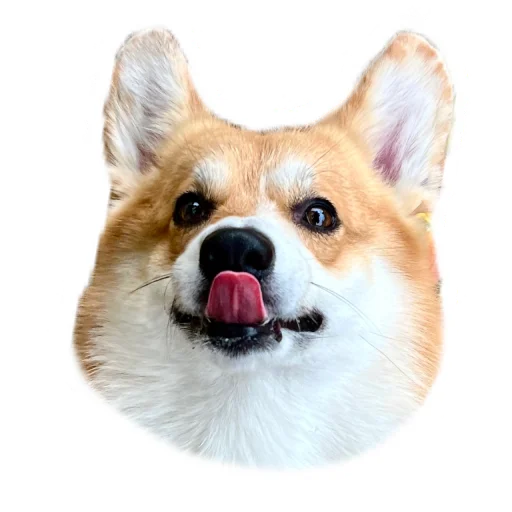 😝 Стикер «Маффин корги» для Telegram