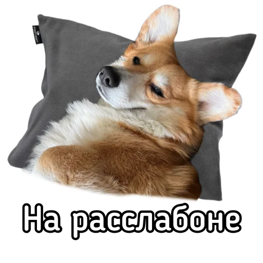 😴 Стикер «Маффин корги» для Telegram