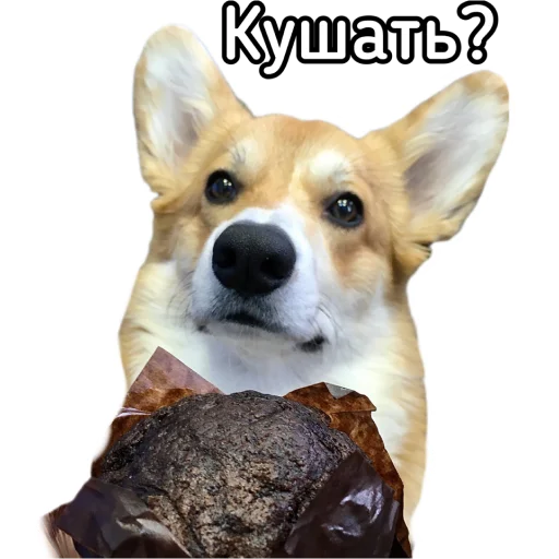 🍽 Стикер «Маффин корги» для Telegram