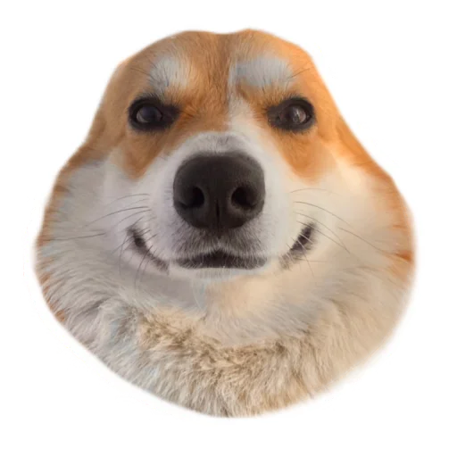 Стикерпак Маффин корги для Telegram