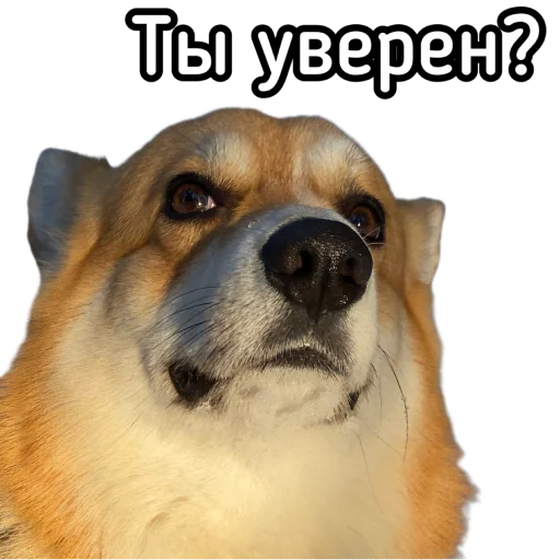 🧐 Стикер «Маффин корги» для Telegram