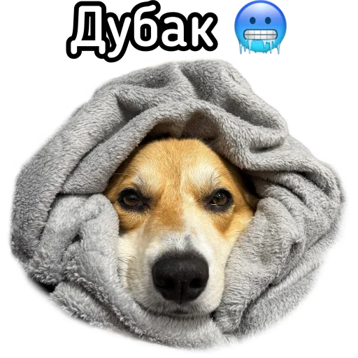 🥶 Стикер «Маффин корги» для Telegram