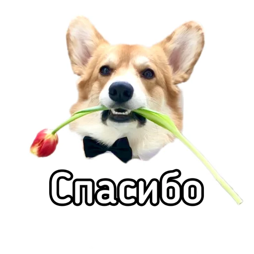 👍 Стикер «Маффин корги» для Telegram