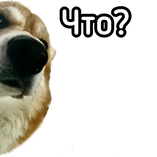 😶 Стикер «Маффин корги» для Telegram