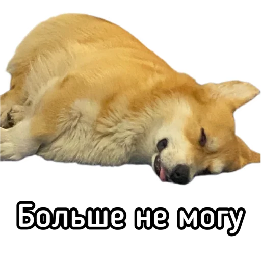😩 Стикер «Маффин корги» для Telegram