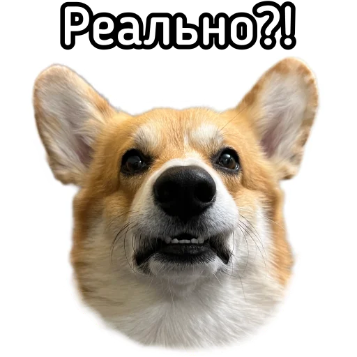 😬 Стикер «Маффин корги» для Telegram