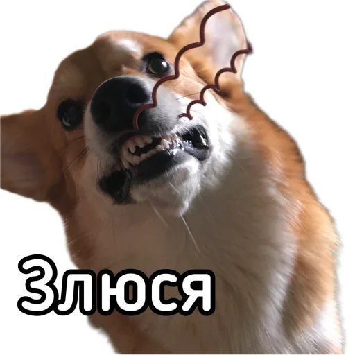 😡 Стикер «Маффин корги» для Telegram