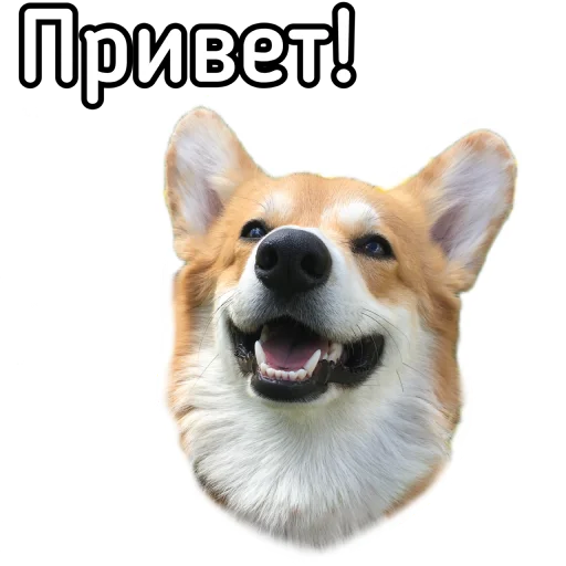 👋 Стикер «Маффин корги» для Telegram