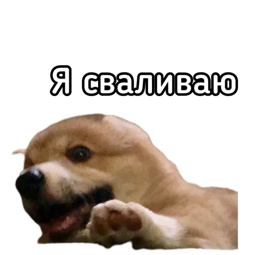 🙈 Стикер «Маффин корги» для Telegram