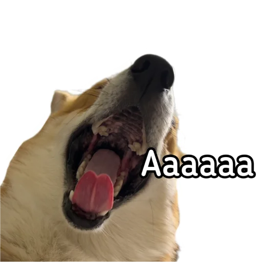 😲 Стикер «Маффин корги» для Telegram