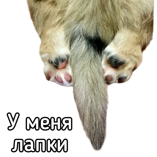 🤗 Стикер «Маффин корги» для Telegram