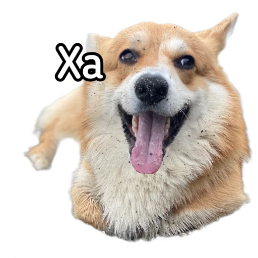😅 Стикер «Маффин корги» для Telegram