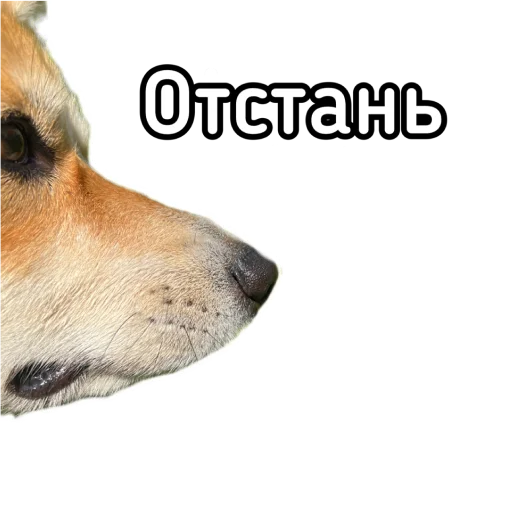 🤐 Стикер «Маффин корги» для Telegram