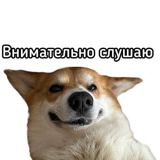 🦻 Стикер «Маффин корги» для Telegram