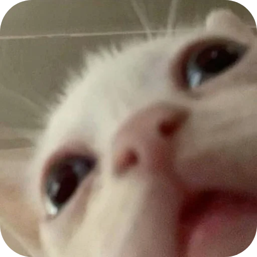 🐱 Стикер «пусть будет мяу» для Telegram