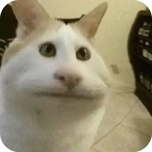 🐱 Стикер «пусть будет мяу» для Telegram