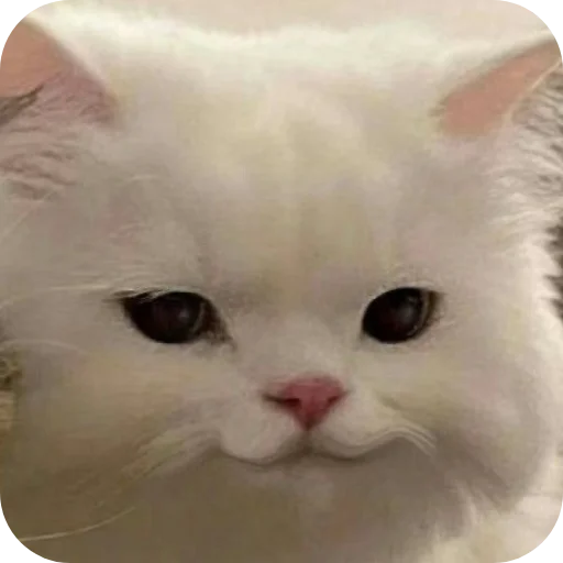 😏 Стикер «пусть будет мяу» для Telegram