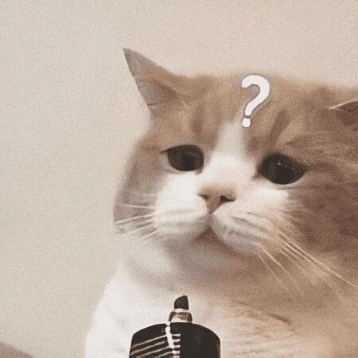 😣 Стикер «пусть будет мяу» для Telegram
