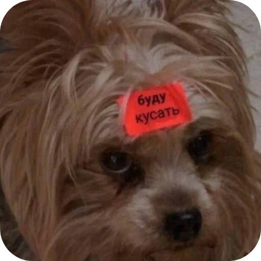 🐶 Стикер «пусть будет мяу» для Telegram