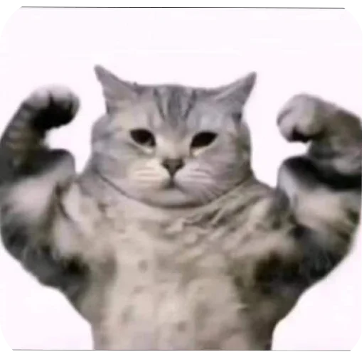 🐱 Стикер «пусть будет мяу» для Telegram