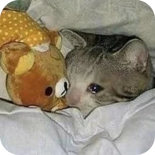 🐱 Стикер «пусть будет мяу» для Telegram
