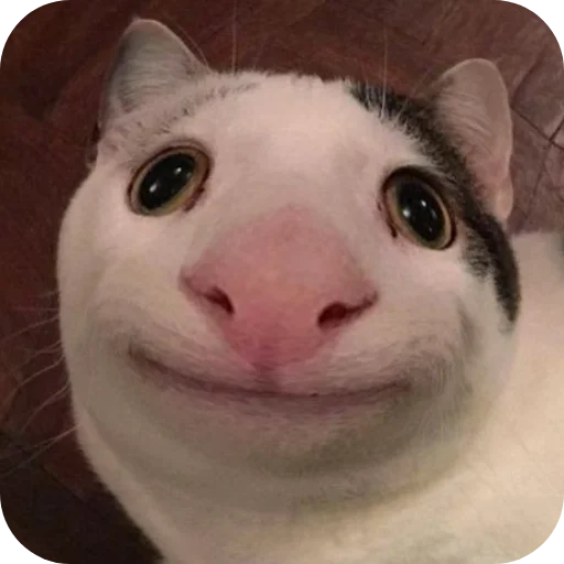 🐱 Стикер «пусть будет мяу» для Telegram