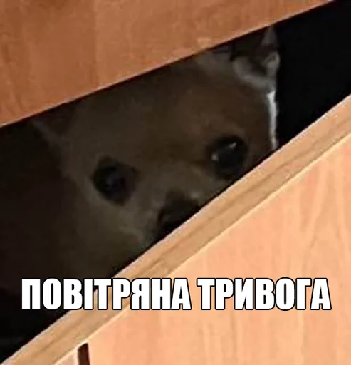 🚀 Стикер «МурМарсік» для Telegram