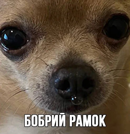 Стикерпак МурМарсік для Telegram — скачать