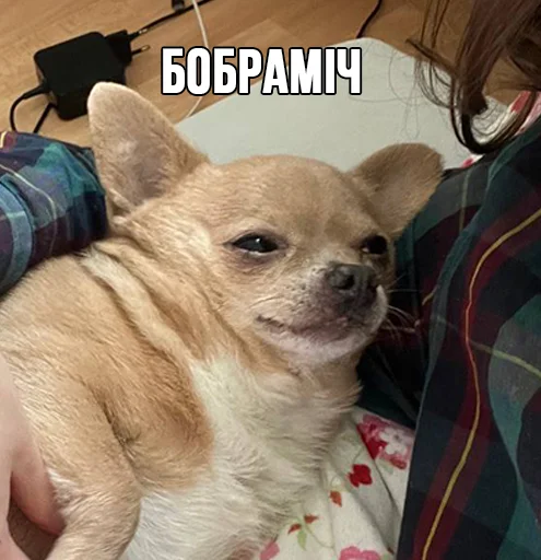 🛌 Стикер «МурМарсік» для Telegram