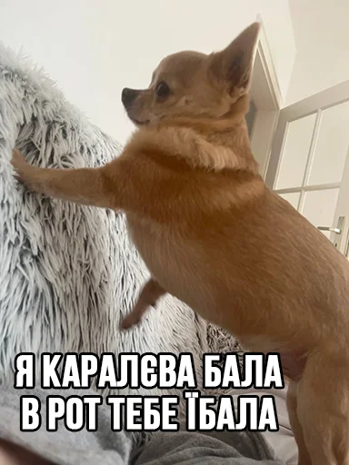 👑 Стикер «МурМарсік» для Telegram