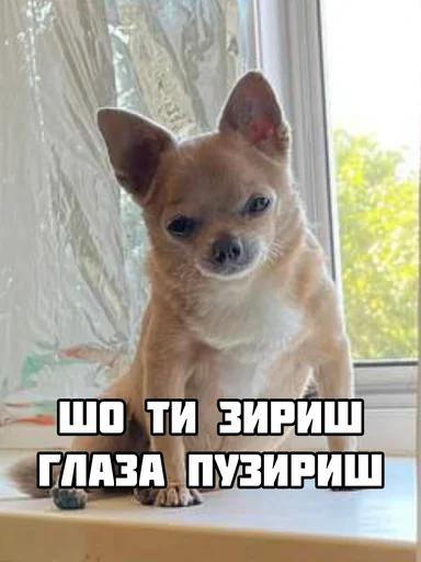 🫵 Стикер «МурМарсік» для Telegram